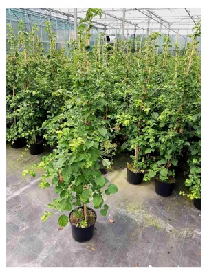 Produktbild von Kletter-Hortensie, Höhe: 150-160 cm, Hydrangea petiolaris, Dünger