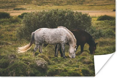 Produktbild von MuchoWow® Poster Pferde - Gras - Strauch 180x120 cm - Fotoplakat