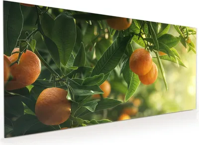 Produktbild von Küchenrückwand Spritzschutz Glas mit Motiv Orangenbaum Closeup 40 x 40 cm
