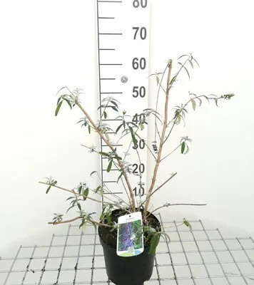 Obrázok produktu pre Buddleja dav. 'Nanho Blue' - Motýlí ker Nanho Blue 40- 60 cm nádoba