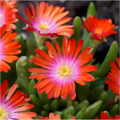 Produktbild von Stauden Gänge 1 x Delosperma cultorum 'Jewel of Desert Sunstone' - Mittagsblume / Eisblume - Ein leuchtender Edelstein für Ihre Beete