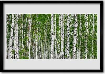 Produktbild von Bild 100x70 MDF-Rahmen Wandkunst Birke Wald Natur