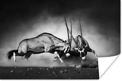 Produktbild von MuchoWow® Poster Antilope - Schwarz und weiß - Porträt - Wildtiere - Tiere 120x80 cm - Bilder