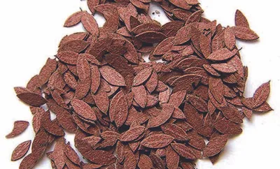 Image de Modèle Plus « Feuilles de cerisier » 6797281