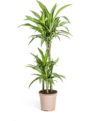 Zdjęcie produktu dla Smocze drzewo - Dracaena Deremensis White Stripe - Roślina domowa - Ø21cm - ↕90-110cm - Łatwa w pielęgnacji zielona roślina z ozdobnymi liśćmi - Idealna do salonu, biura i przedpokoju