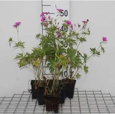 Zdjęcie produktu dla 6 x Geranium hybr. 'Patricia' - Cranesbill - doniczka 9 x 9 cm