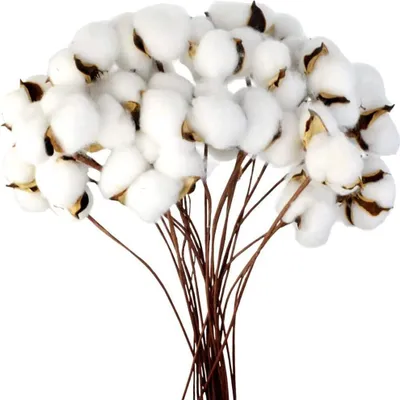 Produktbild von Baumwolle Zweig Natürlich Stängel Bauernhaus Getrocknete Blumen Baumwollzweige Baumwollpflanze Künstliche Trockenblumen (20 Stück)