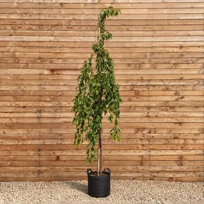 Produktbild von Hänge-Zierkirsche Kiku-shidare-Zakura, Stammhöhe 225 cm, Stammumfang 10-12 cm - Prunus serrulata Hängeform