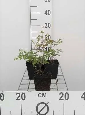 Obrázok produktu pre 6 x Thalictrum delavayi - Ruta lúčna - kvetináč 9 x 9 cm