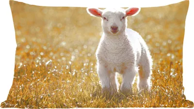 Produktbild von MuchoWow® Zierkissen Sofakissen Wohnzimmer Dekokissen 60x40 cm Lamm - Gras - Sonne - Kopfkissen - Polster mit Foto