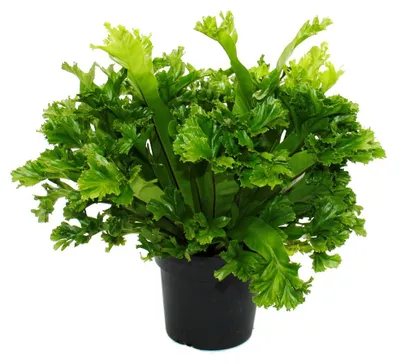 Obrázek produktu pro Asplenium antiquum Leslie – Speciální odrůdy pokojových kapradin – kapradina hnízdová – květináč 17 cm – výška cca 30–40 cm