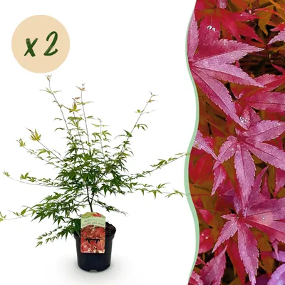 Image de Plante de terrasse - Erable japonais - Acer palmatum Pink Dwarf - Rose - 2 Plantes - Feuilles caduques - 60-70cm - Ø25cm - Plante de jardin