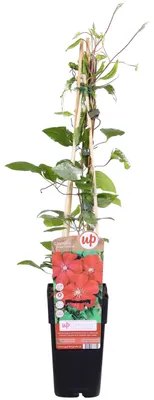 Image de Clematis Hagley Hybrid - Clematis Rood - Ø15cm - ↕65cm