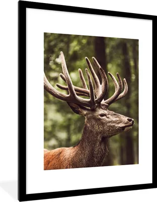 Produktbild von MuchoWow® Gerahmtes Poster Hirsch - Natur - Geweih - Wald - Tiere 60x80 cm - Poster mit Schwarzem Bilderrahmen Wandposter Rahmen Foto Bilder - Wohnzimmer - Dekorationen - Prämie