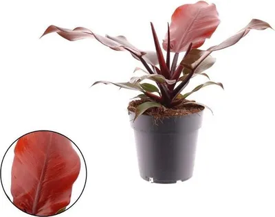 Immagine prodotto di Philodendron Sunlight - Pianta d'appartamento tropicale con fogliame verde brillante | circa 25 cm | Filodendro arboreo