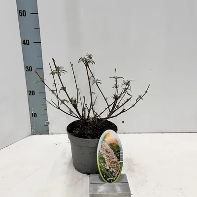 Image de Buddleja davidii 'White Profusion' - Arbre aux papillons | 30-40 cm en pot