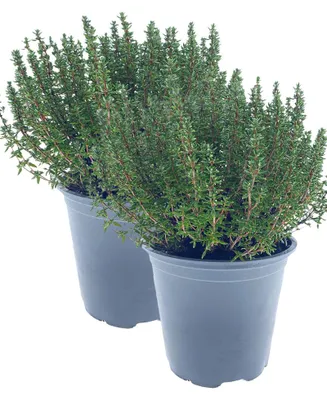 Produktbild von Enseleits 2er Set Italienischer XXL Thymian im 15cm Topf