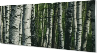 Produktbild von Glasbilder 125x50 Wandkunst Birkenwald
