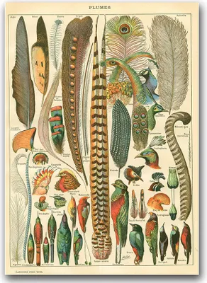 Produktbild von Poster - Canvas - Leinwand - 59,4 cm x 84,1 cm - Fotoposter - Leinwandkunst - Feder brüstet Adolphe Millot