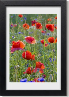 Produktbild von Bild 20x30 MDF-Rahmen, Wandkunst Feldmohnblumen