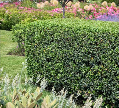 Produktbild von Stauden Gänge 50 x Osmanthus burkwoodii - Frühlingsduftblüte - Intensiv duftende Blüten, die die Sinne verzaubern - Heckenpflanze - Winterhart