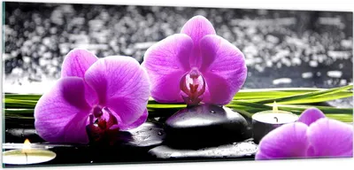Produktbild von Bilder auf glas - Orchidee Natur Wasser Blume - 100x40cm - Glasbilder - Wandbilder - Kunstdruck - zum Aufhängen bereit - Wanddekoration aus Glas - Glas Bilder - Wandbild auf Glas - GAB100x40-2658