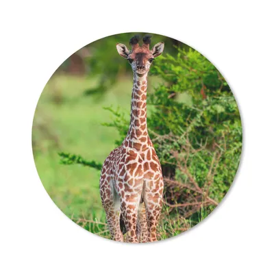 Produktbild von MuchoWow® Mauspad Mousepad Baby - Giraffe - Pflanzen 30x30 cm - Mousepads - Maus Mat - Pad - Mausunterlage - Tischunterlage - Schreibtischmatten