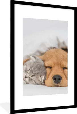 Produktbild von MuchoWow® Gerahmtes Poster Haustiere - Hund - Katze - Decke 60x90 cm - Poster mit Schwarzem Bilderrahmen Wandposter Rahmen Foto Bilder - Dekoration - Wandposter Wohnzimmer - Hochwertig