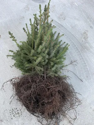 Produktbild von 10 x Serbische Fichte - Picea omorika | 30-40 cm wurzelnackt