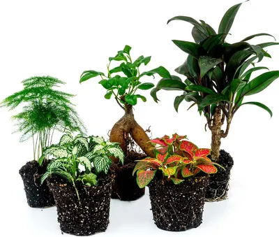 Produktbild von Pflanzen Paket Ficus Ginseng - 5 Pflanzen - Bonsai