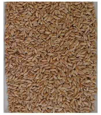 Obrázok produktu pre Šupky celozrnnej pšenice (dinkel) na vykurovacie vankúše – 1 kg