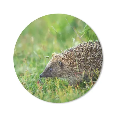 Produktbild von MuchoWow® Mauspad Mousepad Igel - Gras - Braun 30x30 cm - Mousepads - Maus Mat - Pad - Mausunterlage - Tischunterlage - Schreibtischmatten