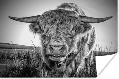 Produktbild von MuchoWow® Poster Schottischer Highlander - Schwarz und Weiß 60x40 cm - Schlafzimmerdekoration
