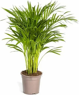 Produktbild von Dypsis Areca Lutescens – Goldfruchtpalme – Zimmerpflanze Ø19cm ↕80-100cm – Federartige Blätter – Tropisches Flair – Pflegeleicht