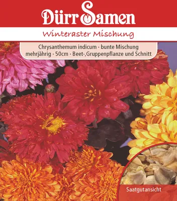 Artikelbild 1 von 'Winteraster Mischung' aus der Kategorie Asternsamen