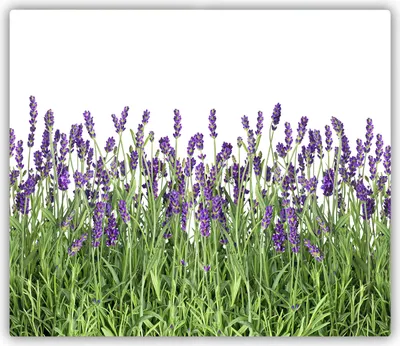 Produktbild von Tulup Glas Herdabdeckplatte Glaskeramikkochfeld-Abdeckung Spritzschutz Glasabdeckplatte Kochplattenabdeckung und Schneidebrett - Einteilig - 60x52 cm Lavendel Blumen