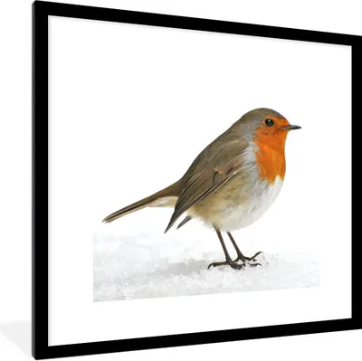 Produktbild von MuchoWow® Gerahmtes Poster Rotkehlchen - Schnee - Weiß 40x40 cm - Poster mit Schwarzem Bilderrahmen Wandposter Rahmen Foto Bilder - Poster - Plakat im Rahmen