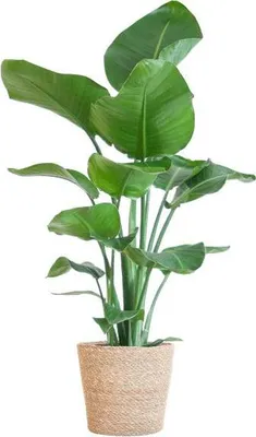Obrázek produktu pro Strelitzia Nicolai - rajský pták, pokojová rostlina, výška 80cm, prumer 21cm