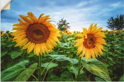 Produktbild von ARTland Wandbild, selbstklebend Sonnenblumen I Größe: 60x40 cm