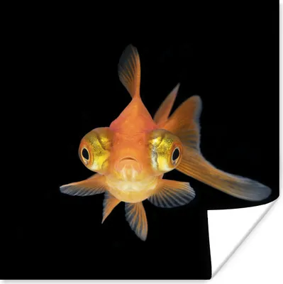 Produktbild von MuchoWow® Poster Goldfisch - Meerestiere - Augen 50x50 cm