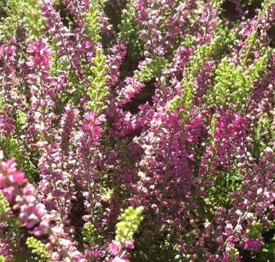 Produktbild von 5 Stück Besenheide Calluna vulgaris 'Allegro' Sommerheide 10 - 15 cm