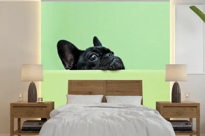Produktbild von MuchoWow® Fototapete für Wohnzimmer oder Schlafzimmer Wandtapete Vinyl Motivtapete Französische Bulldogge - Grün - Schwarz - 300x300 cm - Wanddekoration