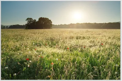 Produktbild von Wallario Wandbild Wiese im Licht der Abendsonne, Größe: 61 x 91,50 cm, Poster mit weißem Aluminiumrahmen