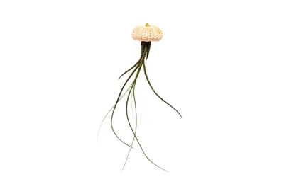 Obrázok produktu pre Gardners Medusa ROSE s Tillandsií Butzii