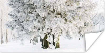 Produktbild von MuchoWow® Poster Winter - Schnee - Baum 80x40 cm - Wanddeko
