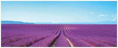 Produktbild von Wallario Wandbild aus Acryl, 125 x 50 cm, freischwebende Optik - Lavendelfeld unter blauem Himmel