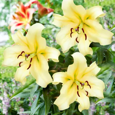 Productafbeelding van Winterharde dahlia-bollen, meerjarig - 'Honeymoon' reuzen dahlia's - 3 bollen - Winterharde bloembollen uit Nederland (grote knollen, geen zaden, niet kunstmatig)