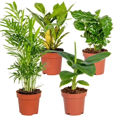 Produktbild von Bloomique - 4er-Mix - Tropische Zimmerpflanzen - Musa, Chamaedorea, Codiaeum, Coffea - Luftreinigend - 20-40 cm Hoch - Topf 12 cm