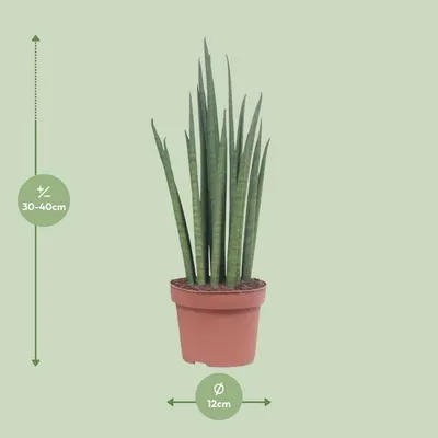 Obrázok produktu pre Sansevieria Mikado – izbová rastlina – Ø 12 cm – ↕ 40 cm – „tchýnin jazyk“ – nenáročná zelená rastlina s mečovitými listami