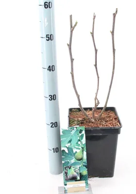 Zdjęcie produktu dla Ficus carica 'Brown Turkey' – figowiec | 60–70 cm w doniczce